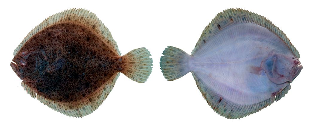 Scophthalmus maximus_07.jpg